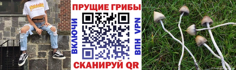 Галлюциногенные грибы Psilocybine cubensis купить сайты Петушки